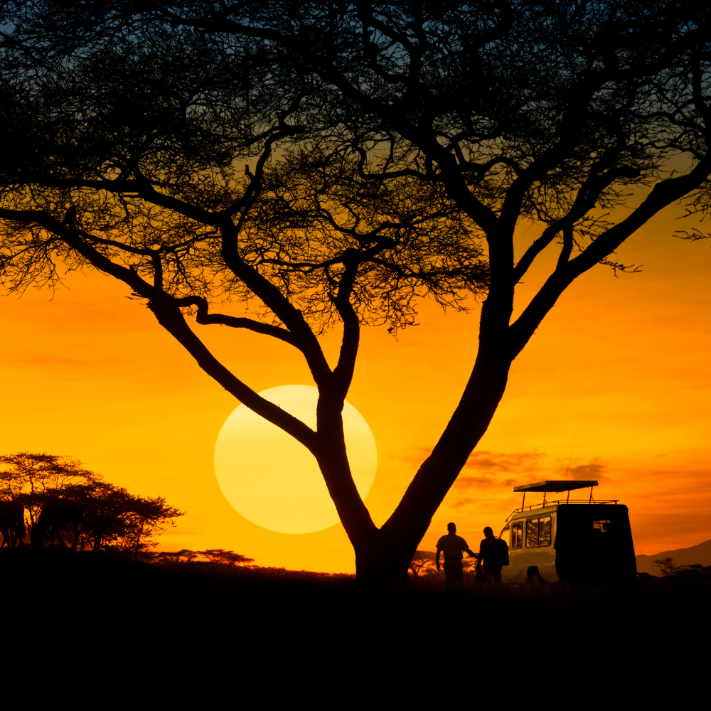 Silhouette of a large tree with people and an SUV near a sunset or sunrise in an African landscape.
