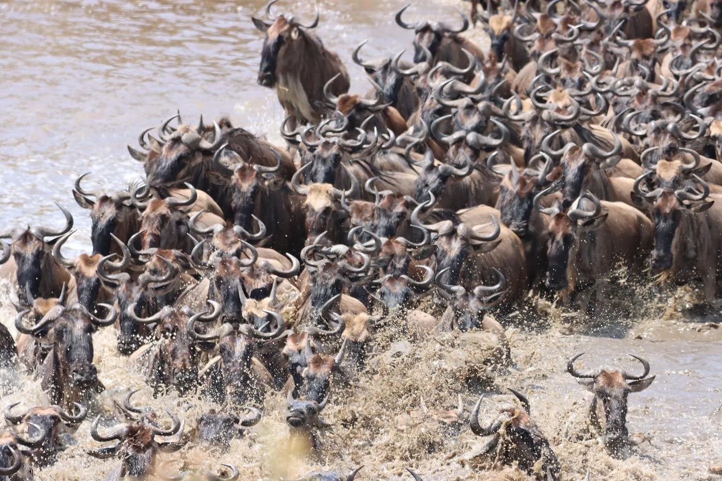Wildebeest migration crossing a river during a Serengeti safari in Tanzania