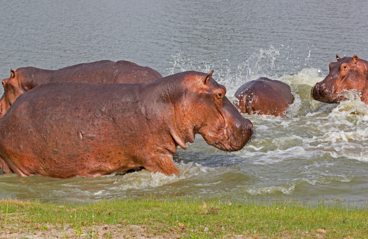 Several hippopotamuses entering a body of water near the grassy shoreline.