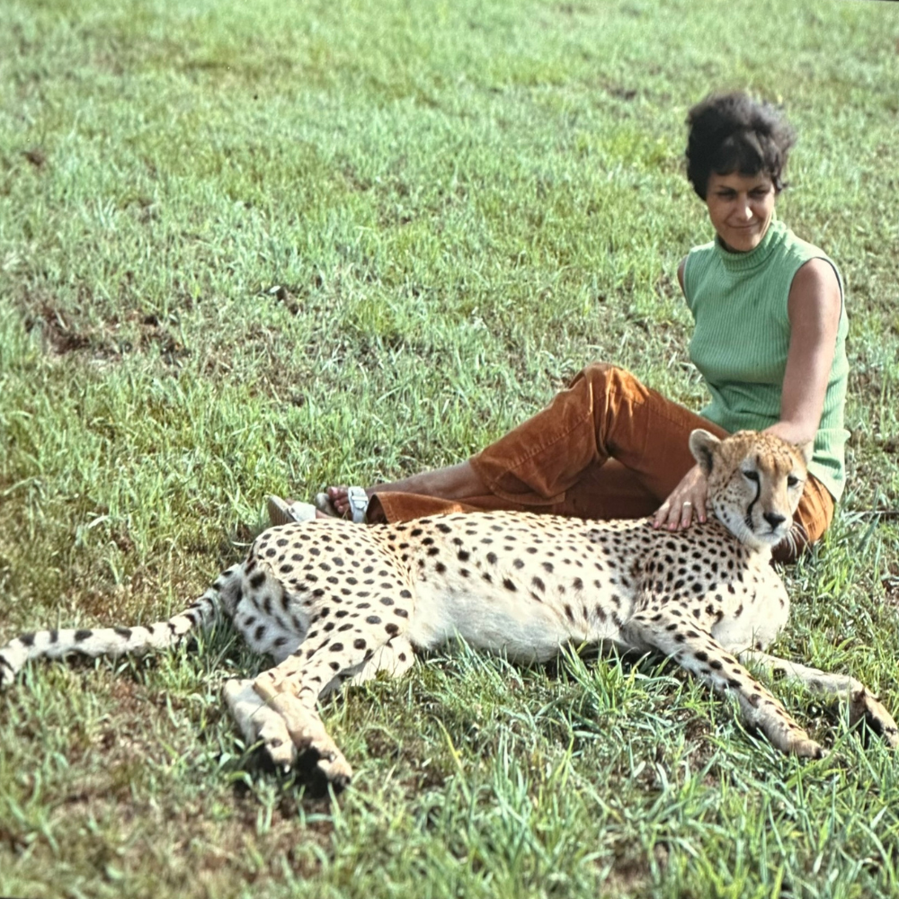 A woman sitting on the grass petting a cheetah laying on the ground.