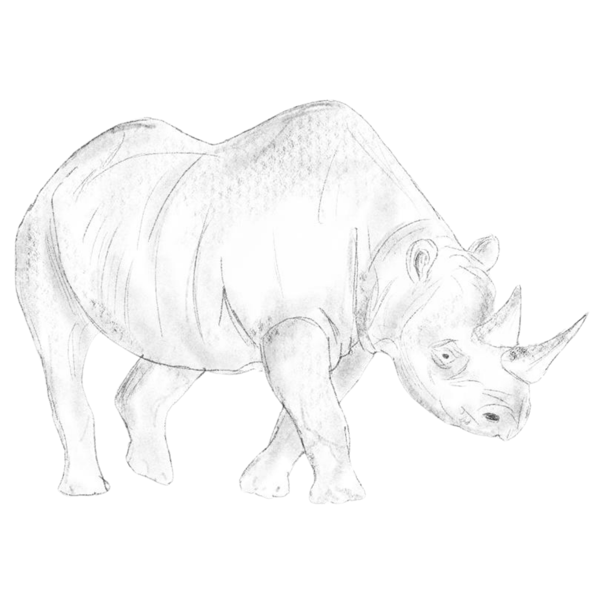 Sketch of a rhinoceros standing on a shaded surface.