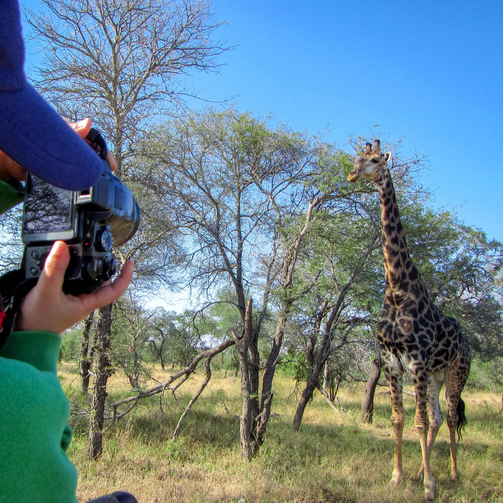 Photographer taking pictures of a giraffe in a savannah with trees and blue sky.