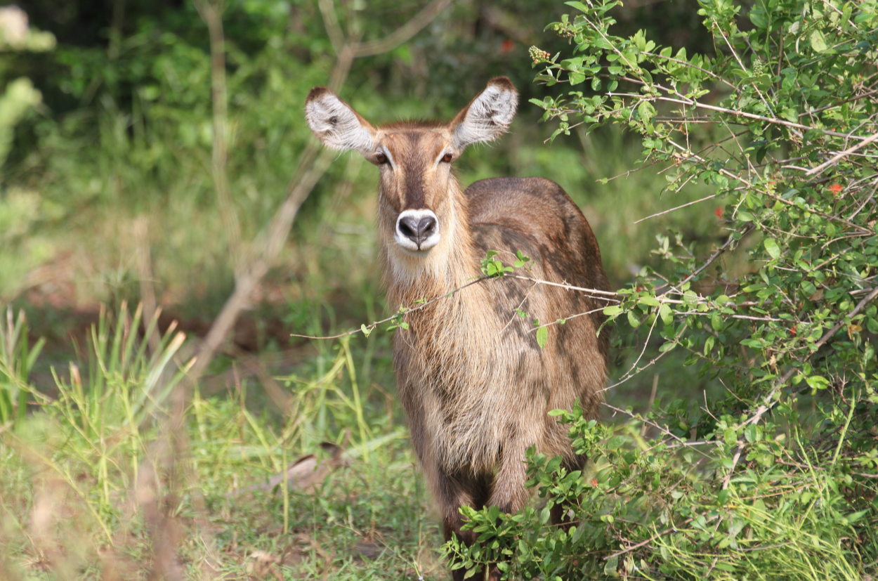 A brown deer standing among green bushes and grass in a natural setting, facing the camera.