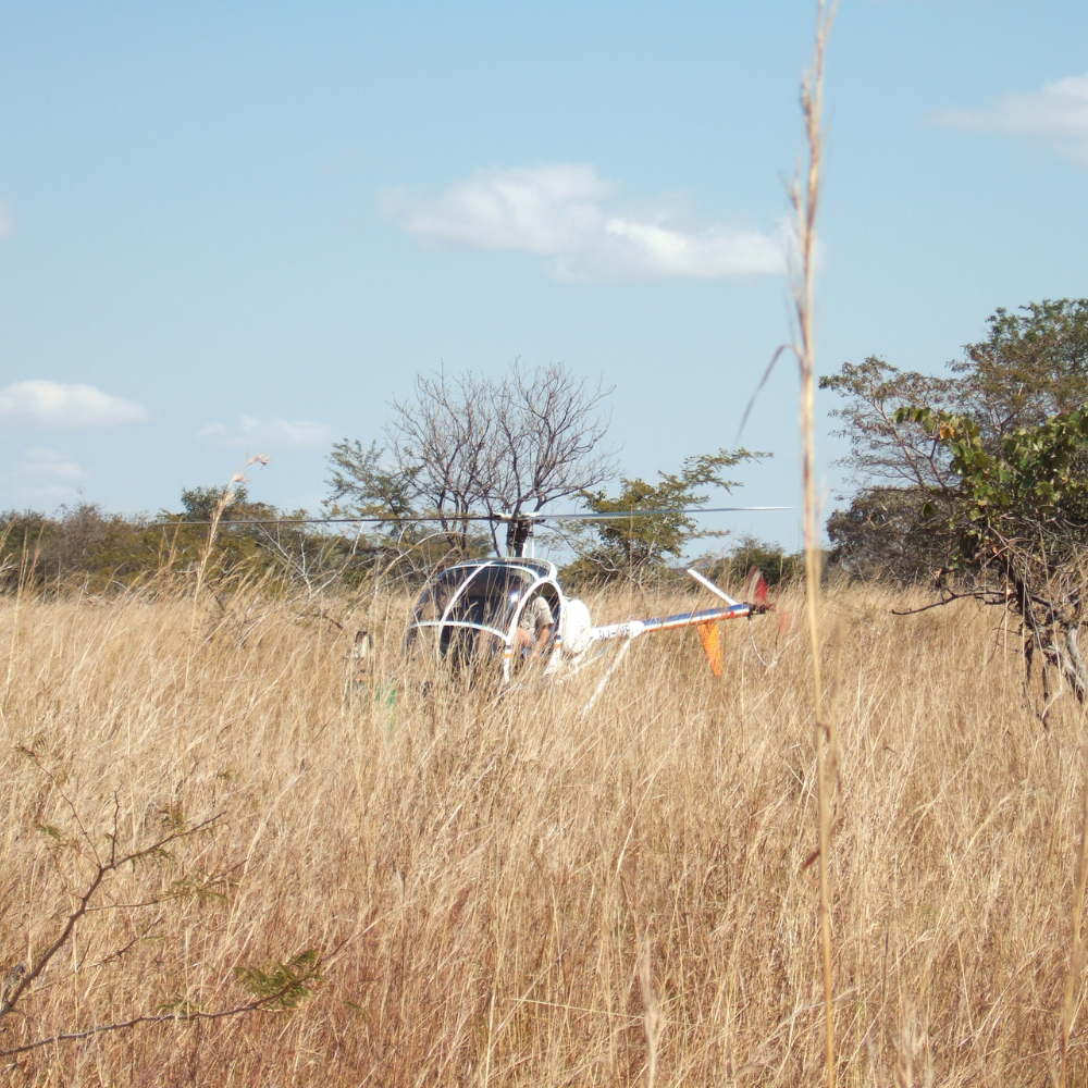 A helicopter flying low over tall dry grass in an open field with trees in the background.