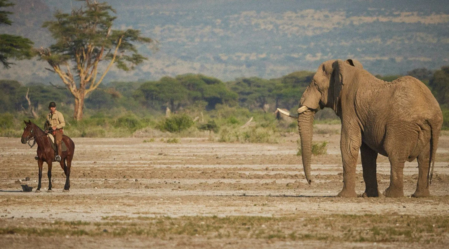 A person on horseback is facing an adult elephant in a dry, open landscape with sparse trees and mountains in the background.