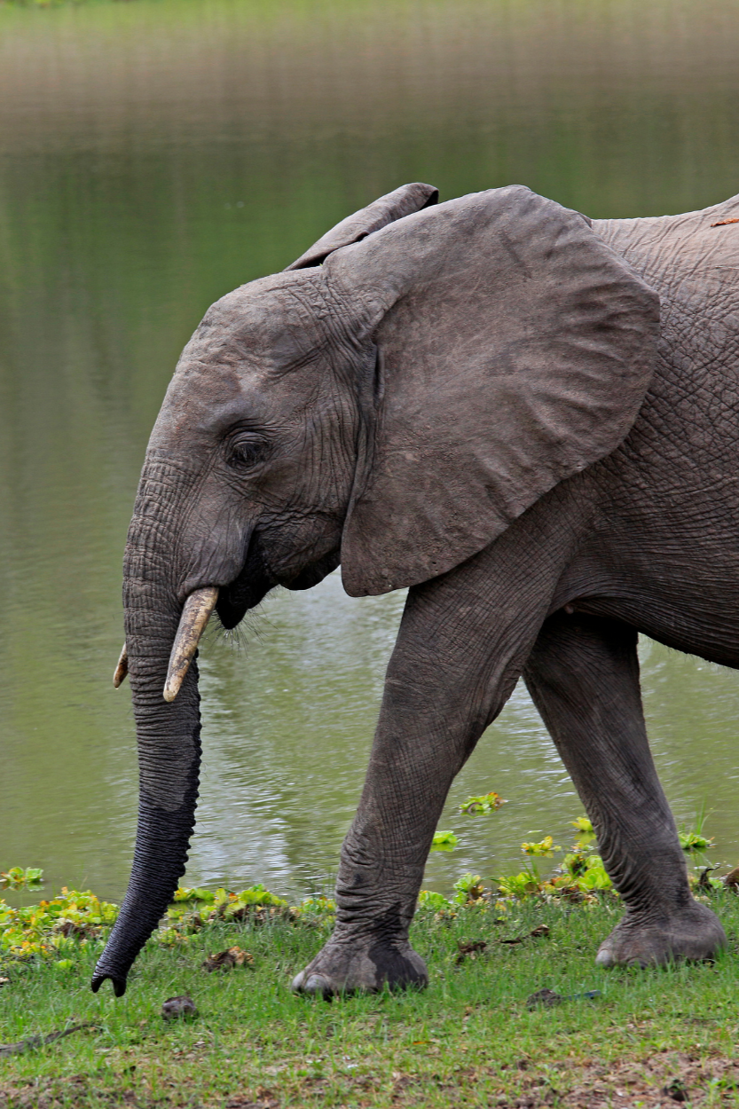 A baby elephant drinking water by a lake with greenery in the background.