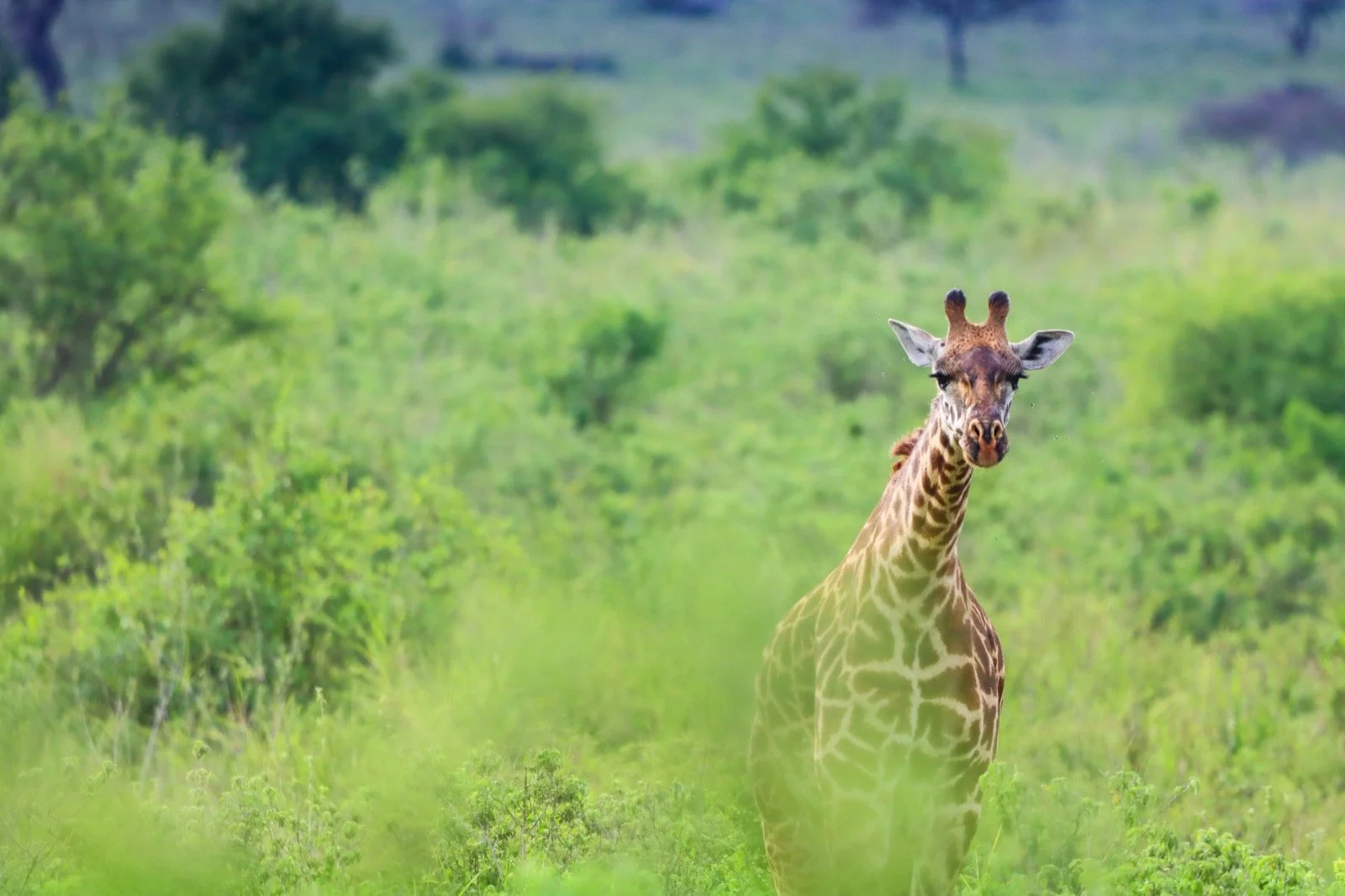 Giraffe standing in the savannah during a Tanzania safari in Serengeti National Park