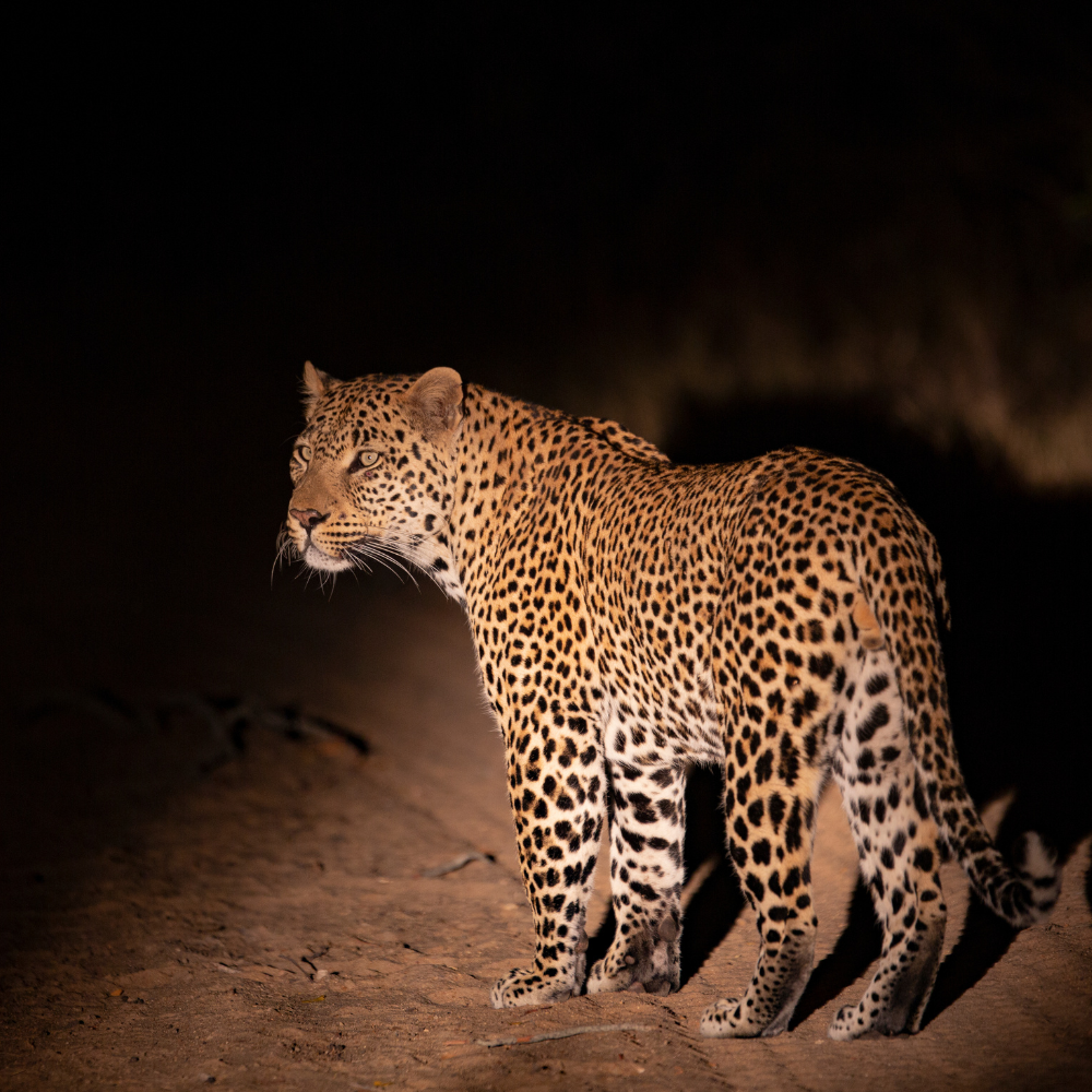 A leopard standing on the ground at night with a dark background.