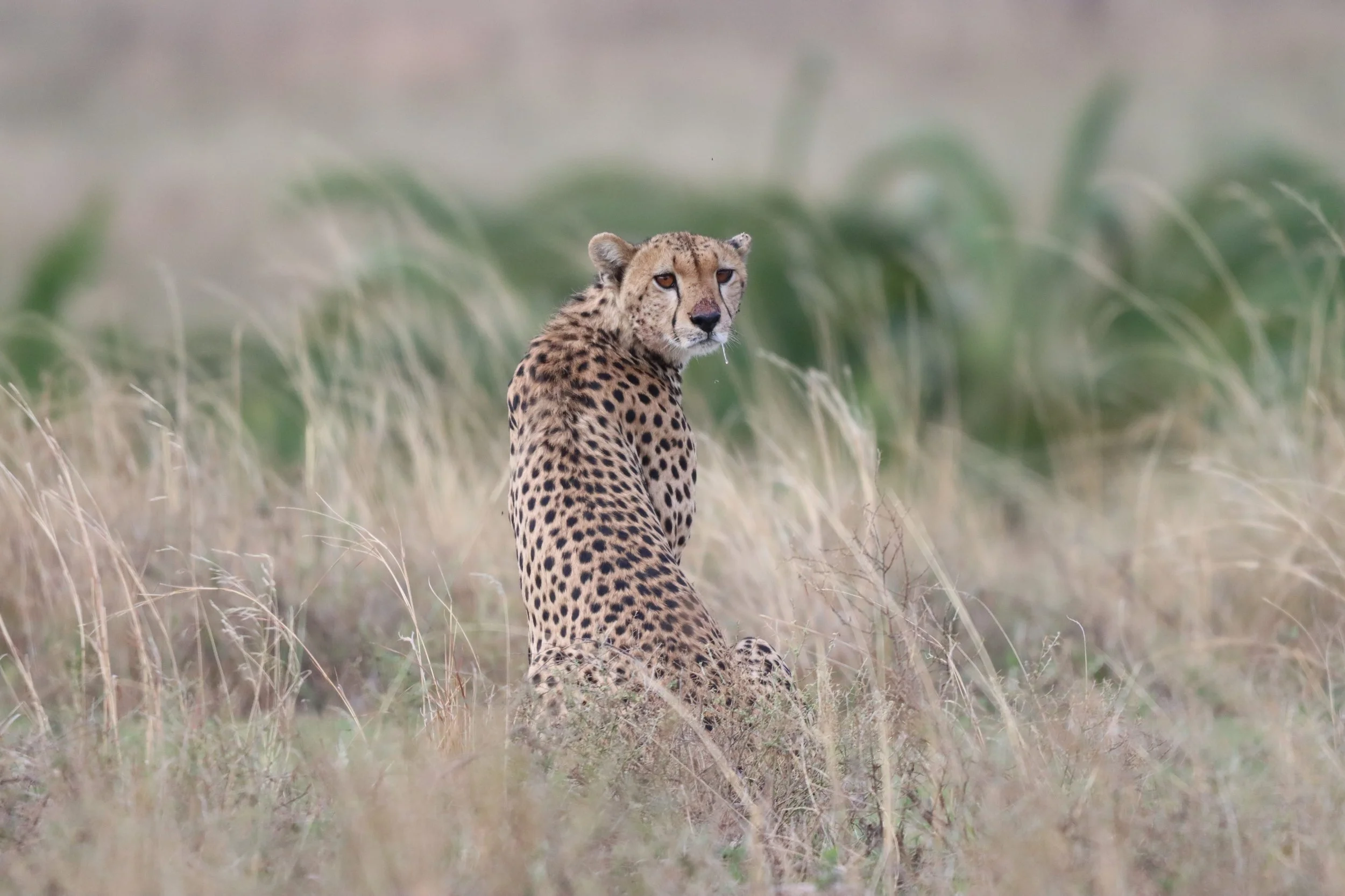 A cheetah sitting in the grass with tall green plants in the background, looking towards the camera.