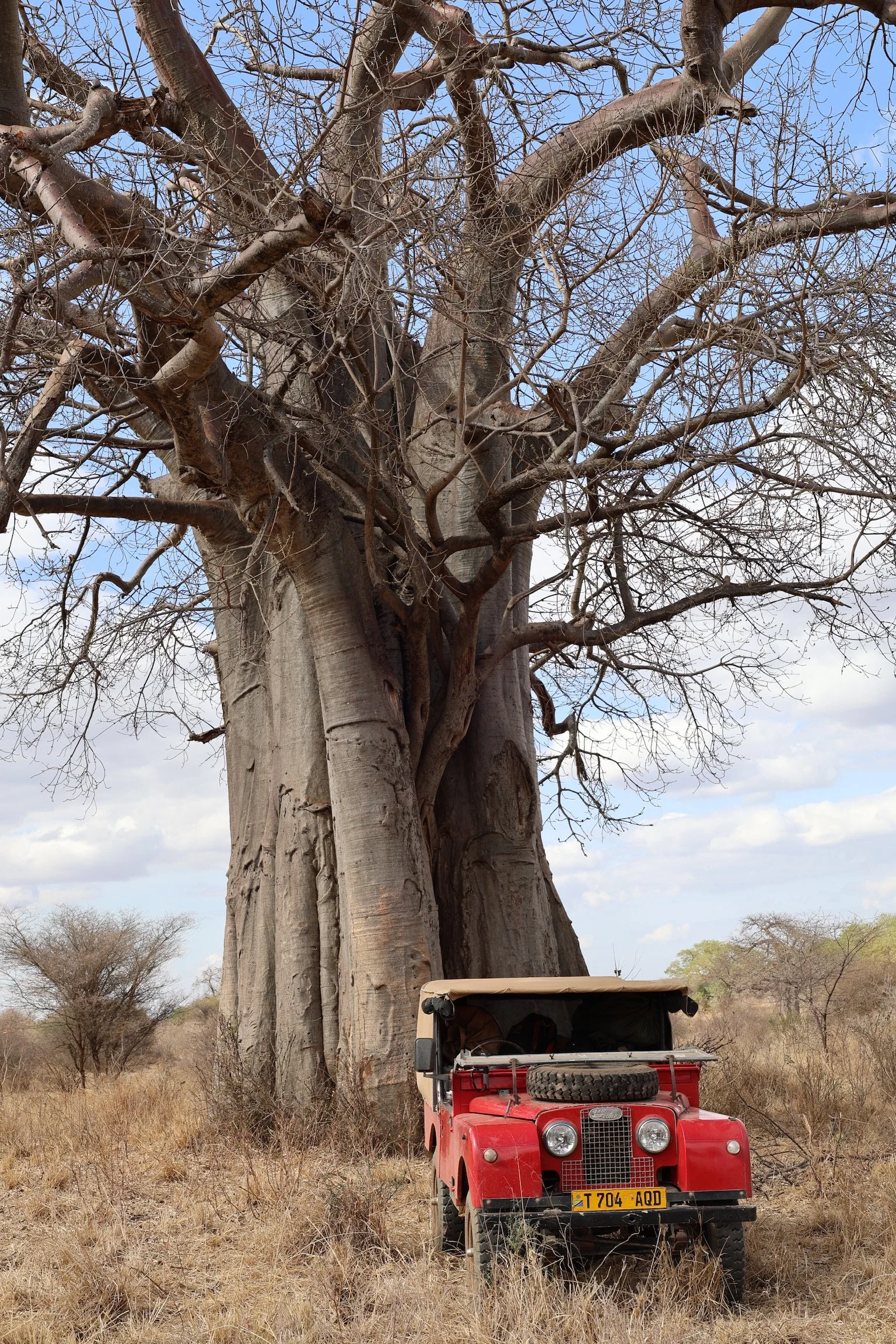 A large leafless tree with thick branches next to a red off-road vehicle in a dry, grassy landscape under a partly cloudy sky.