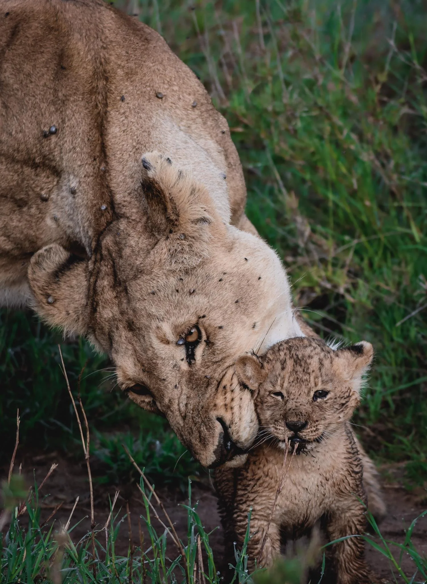 Two adorable lion cubs playing on green grass.