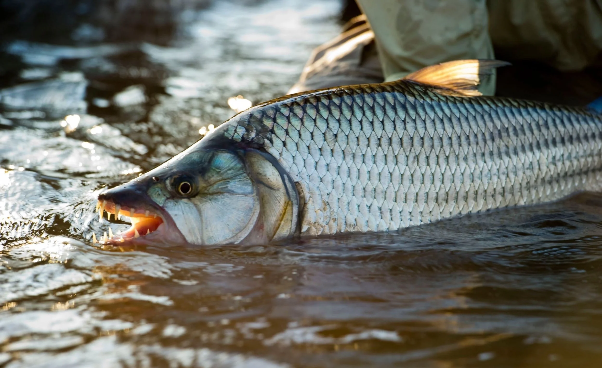 A fish with silver scales and sharp teeth is partially submerged in water, with a person's arm and clothing visible in the background.