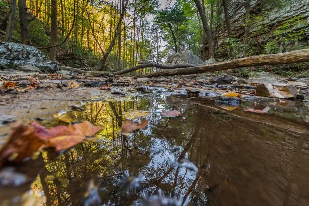 A small creek with fallen leaves and rocks, surrounded by trees in a forest during autumn.