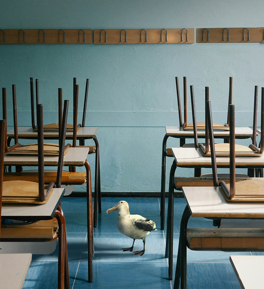 Odd Birds — Short Film