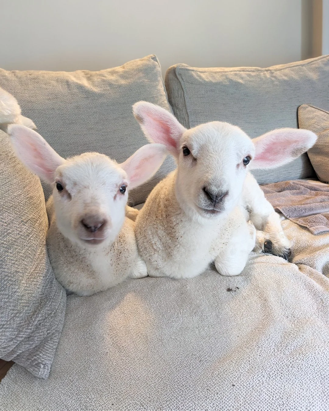 Sunny and Violet Turn Two: From Tiny Orphans to Thriving Sheep