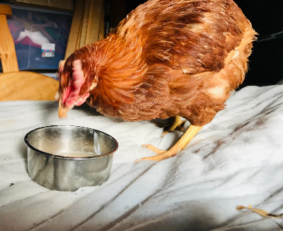 A chicken standing next to a metal water or food dish on a white surface.