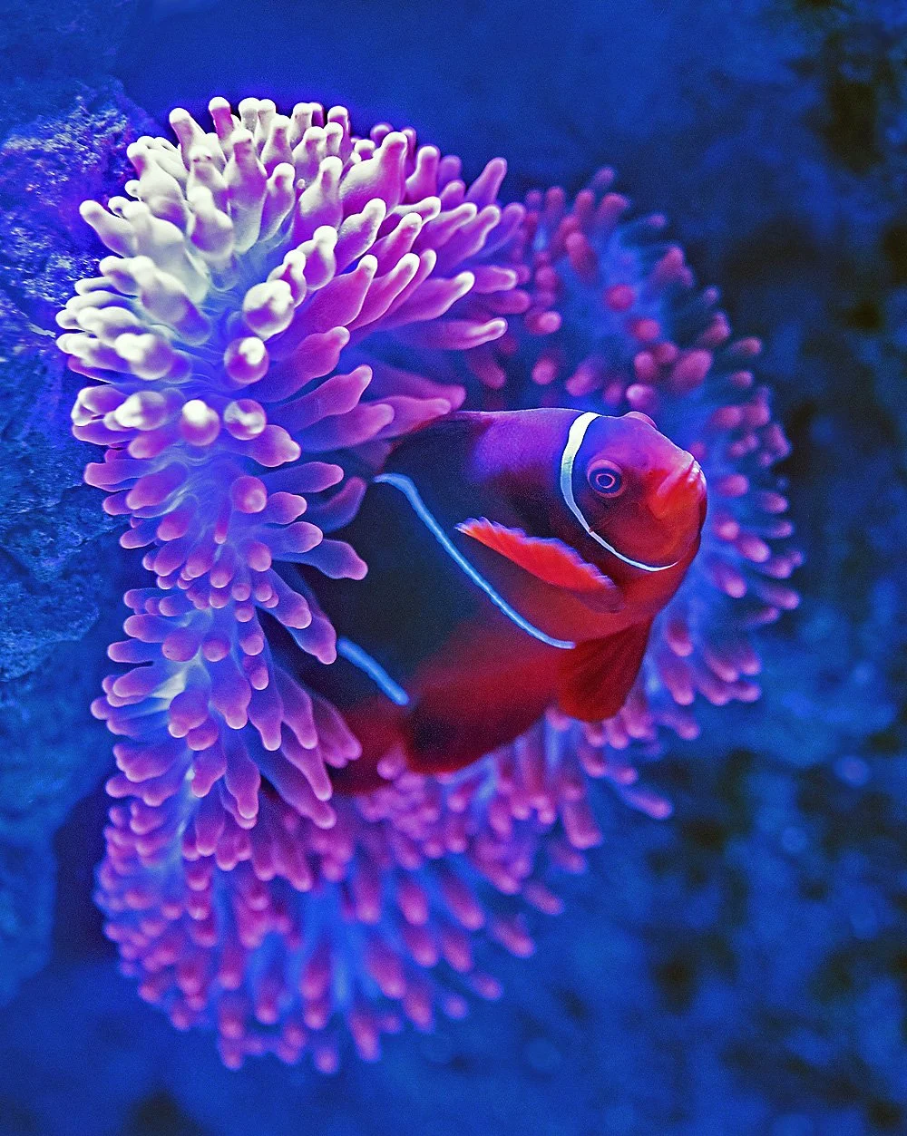 A clownfish swimming among vibrant purple and pink anemone tentacles in an underwater scene.