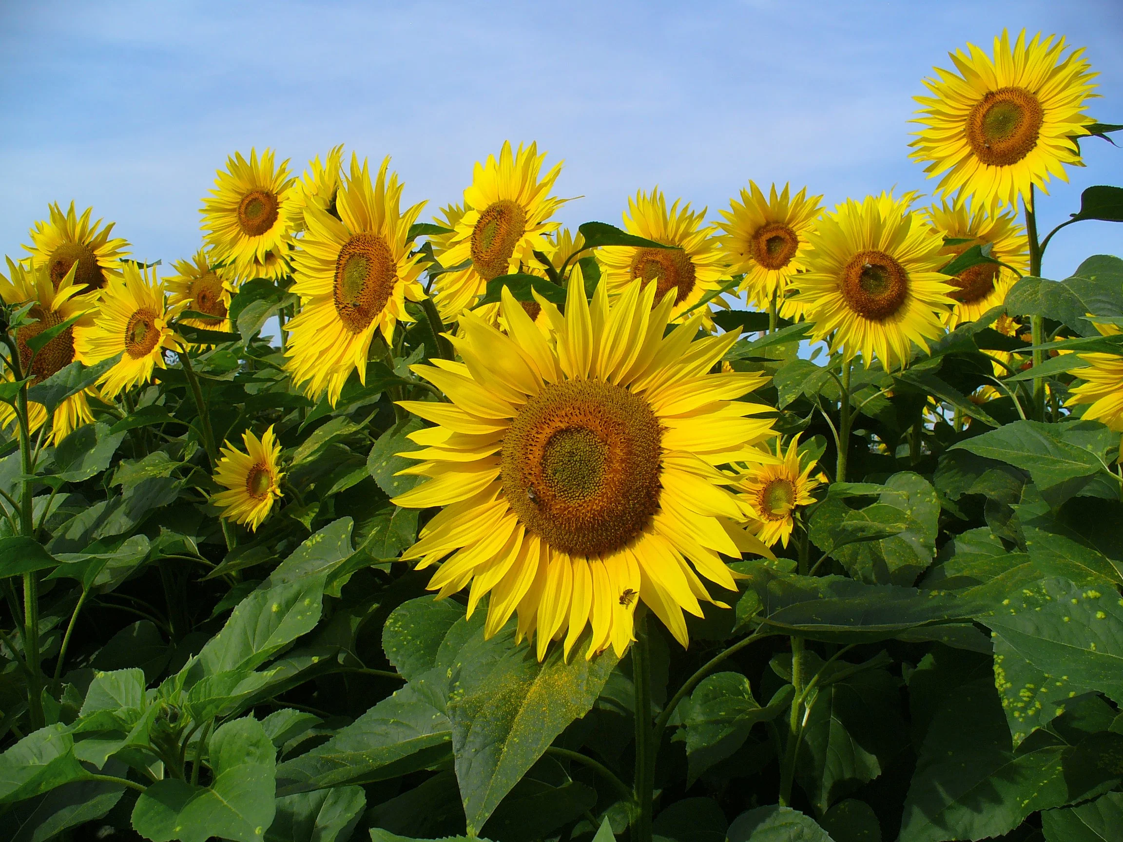 Tournesol 