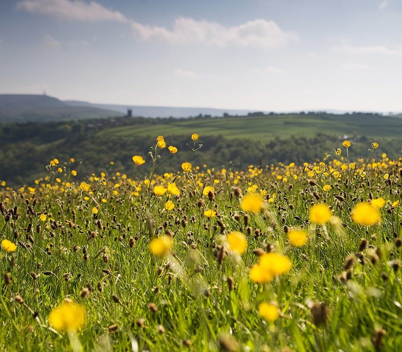 A field of yellow flowers with a scenic landscape background including green hills and a distant body of water under a blue sky with scattered clouds.