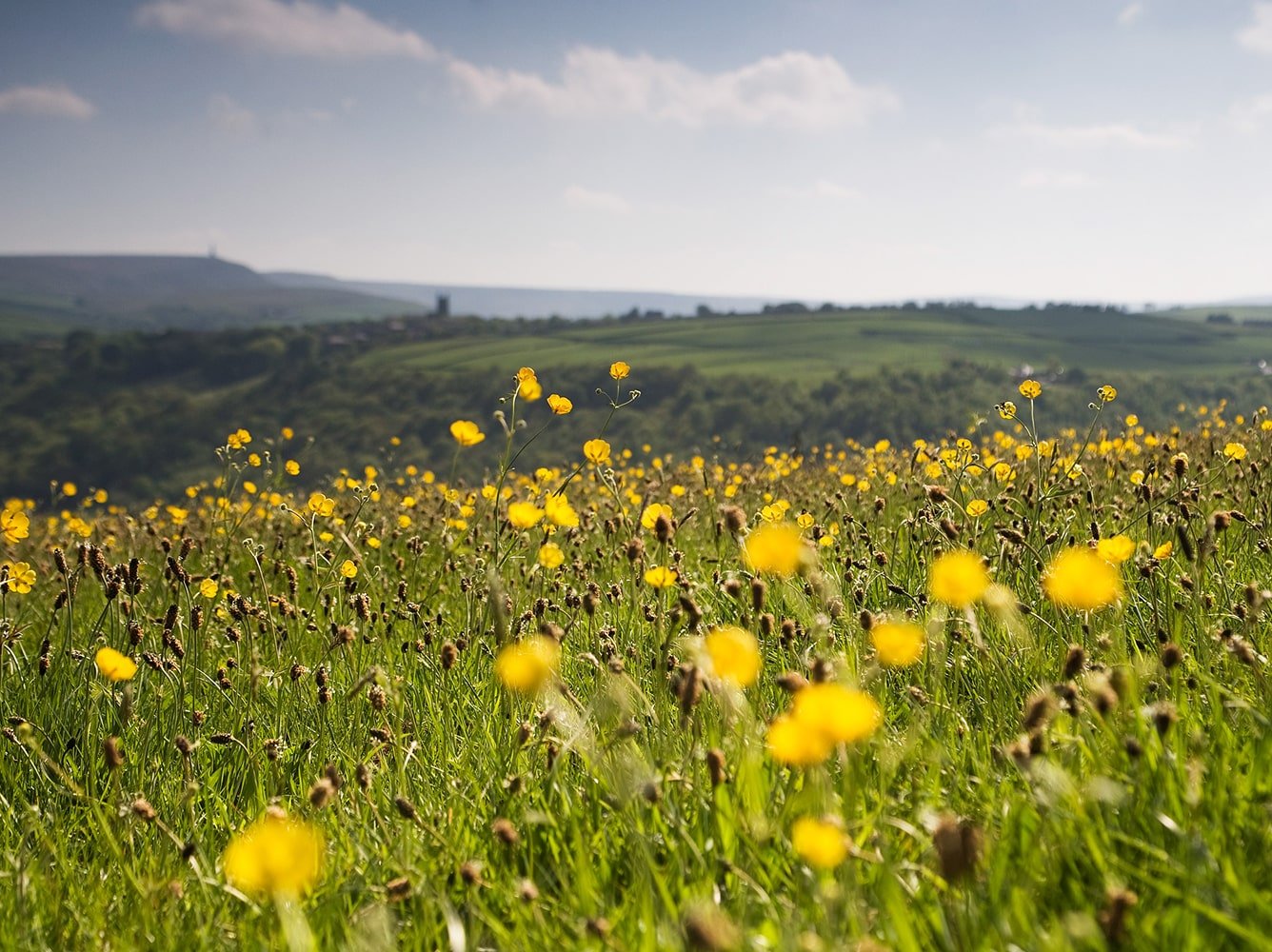 A field of yellow flowers with rolling green hills and a partly cloudy sky in the background.
