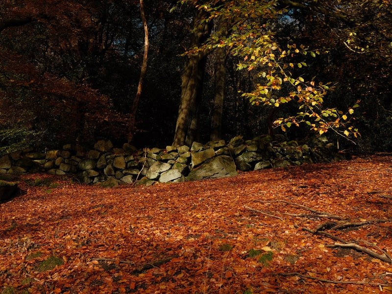 Autumn scene in a forest with fallen leaves, trees, and a stone wall.