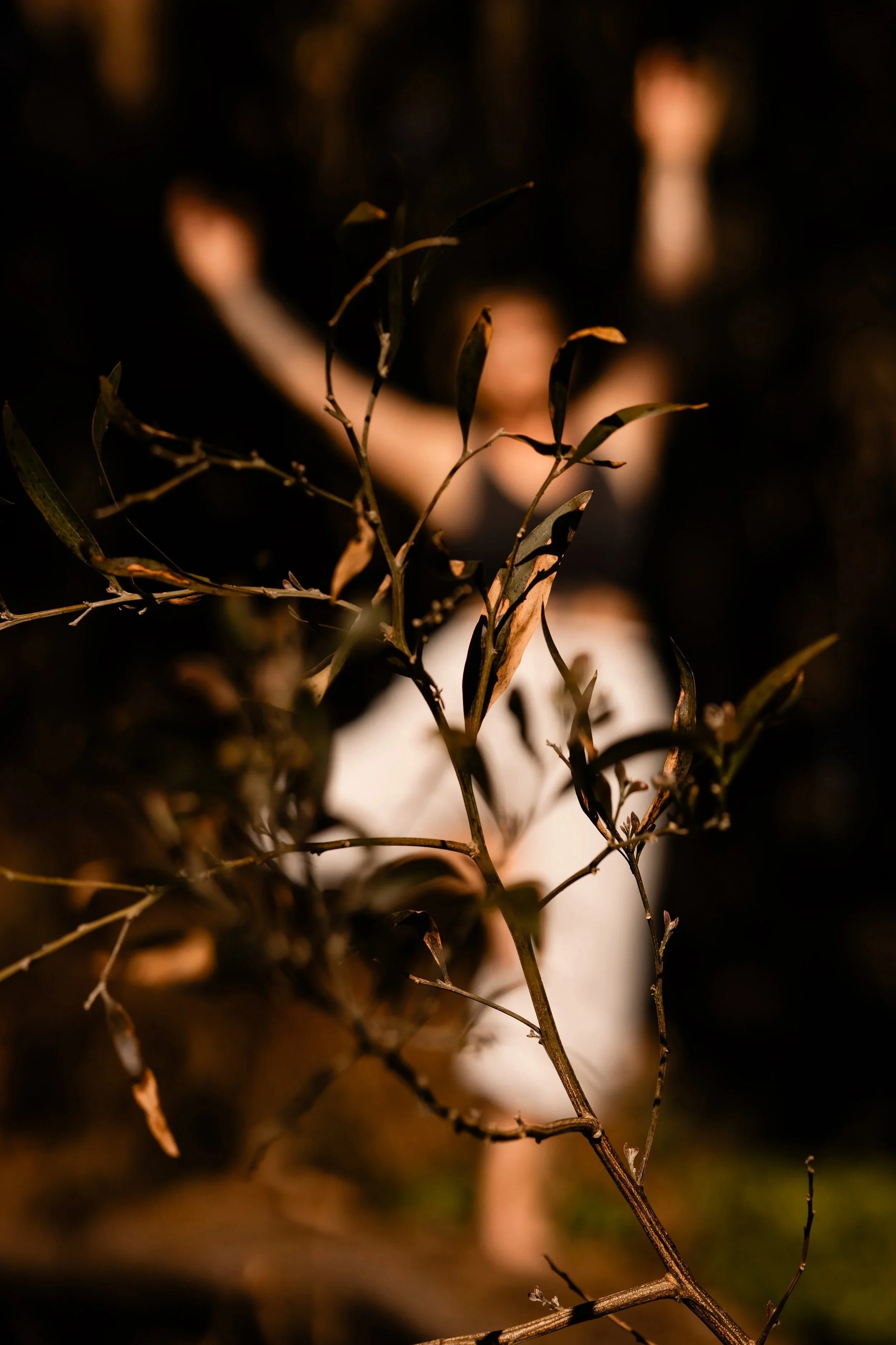A blurred person reaching out behind a branch with leaves at night.