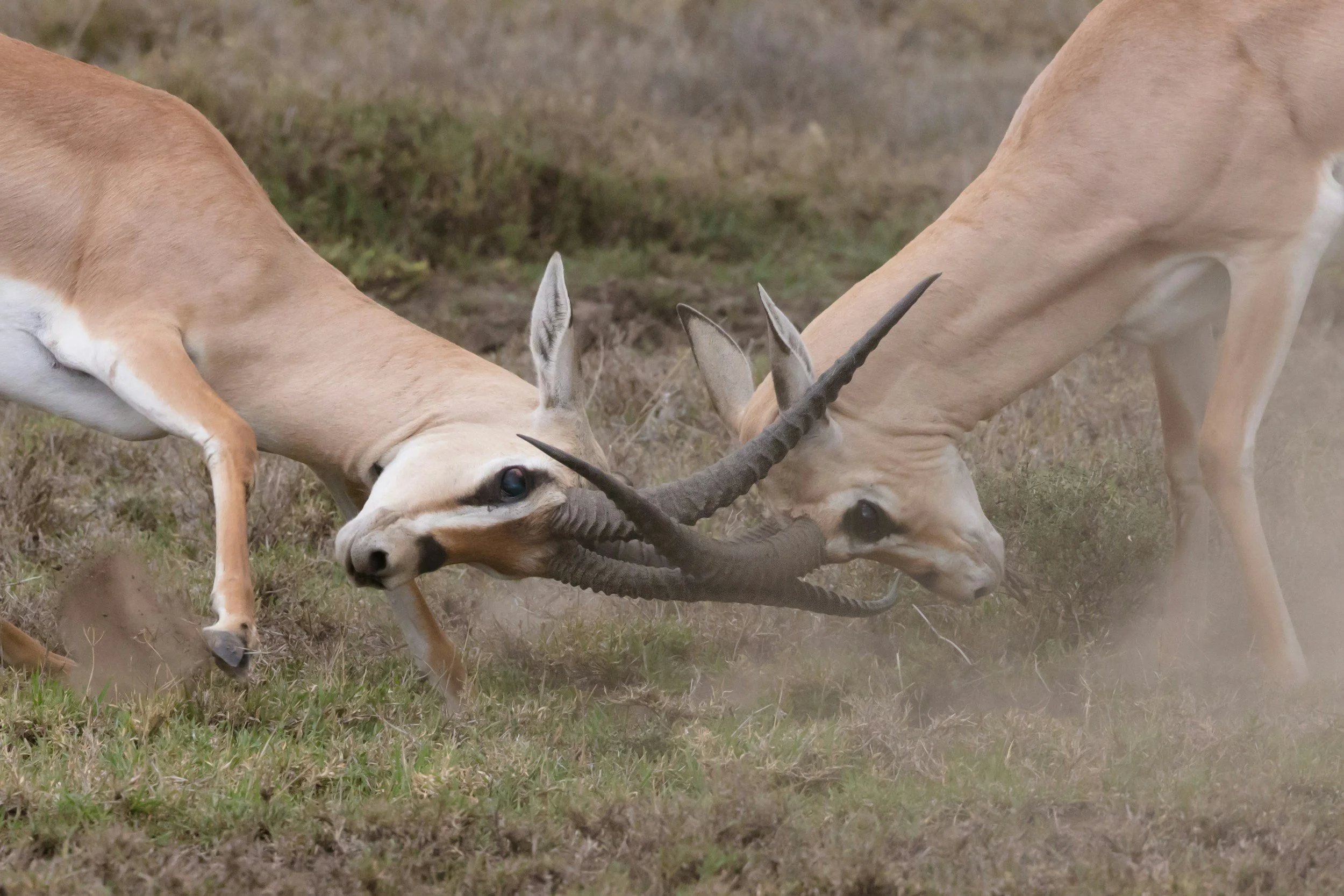 Two gazelles engaged in a head-to-head collision, locking their horns in a grassy field.