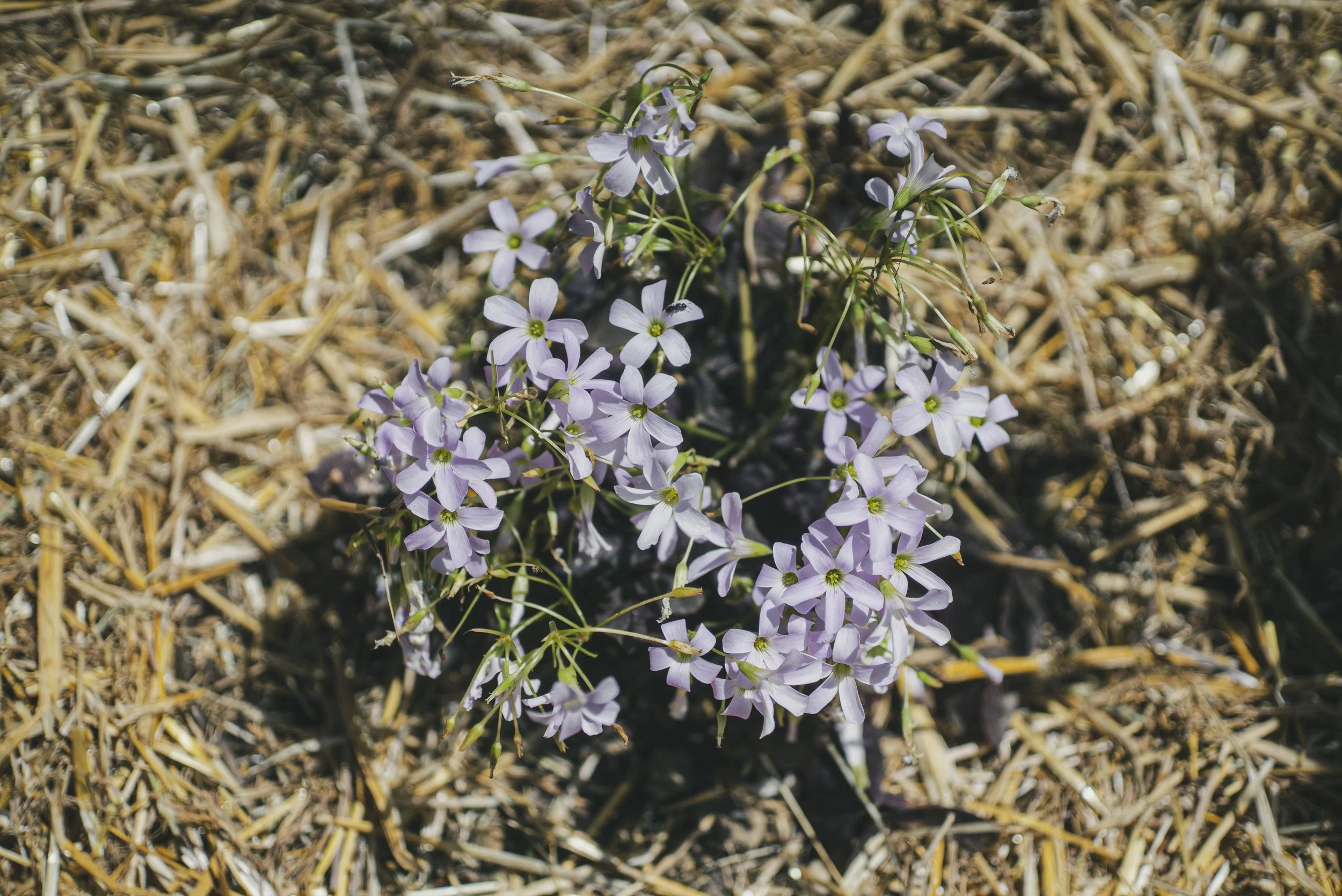 Fleurs violettes sur le sol sec, probablement des plantules ou des fleurs sauvages.