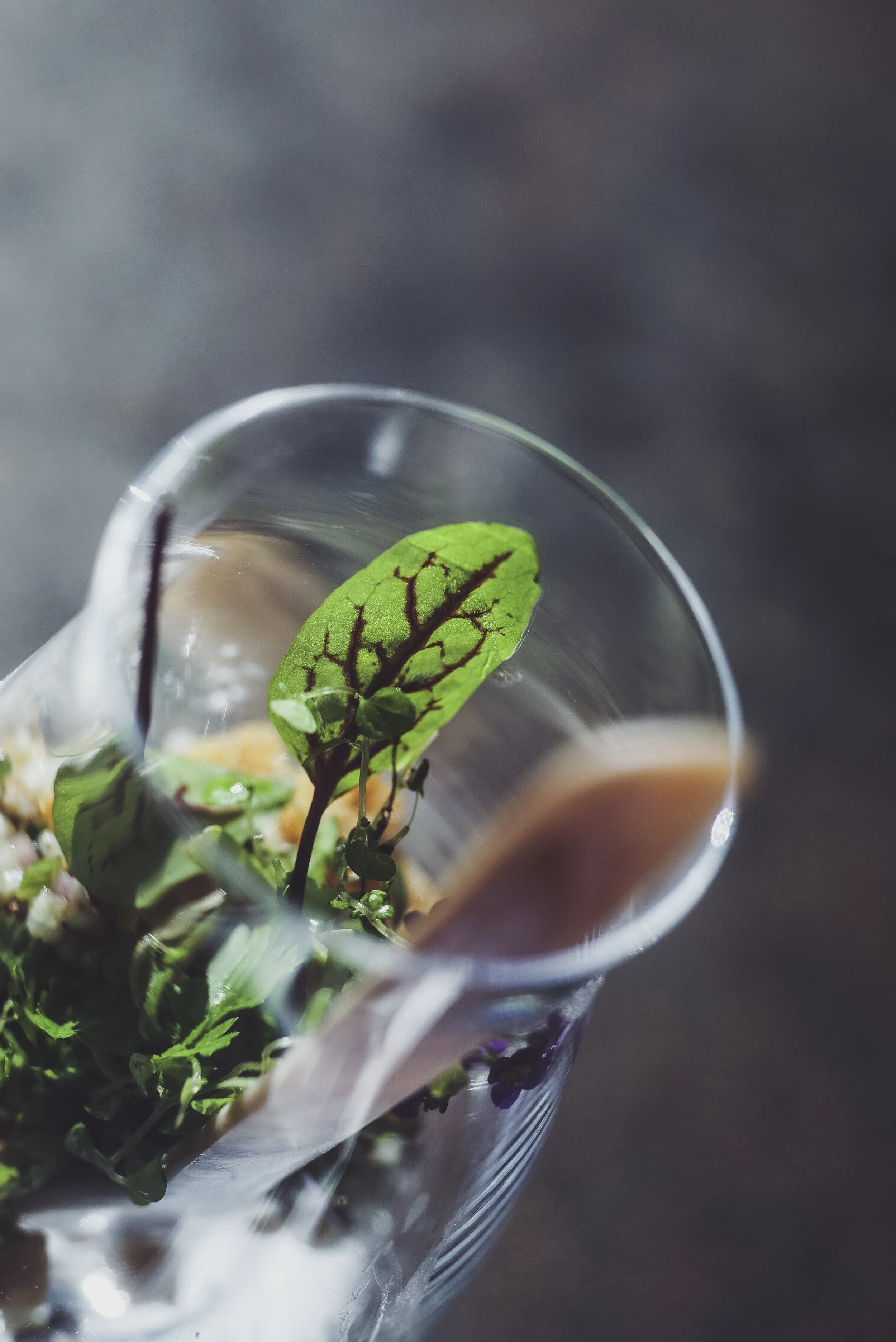 Verre à cocktail avec des feuilles de salade et des micro-pousses