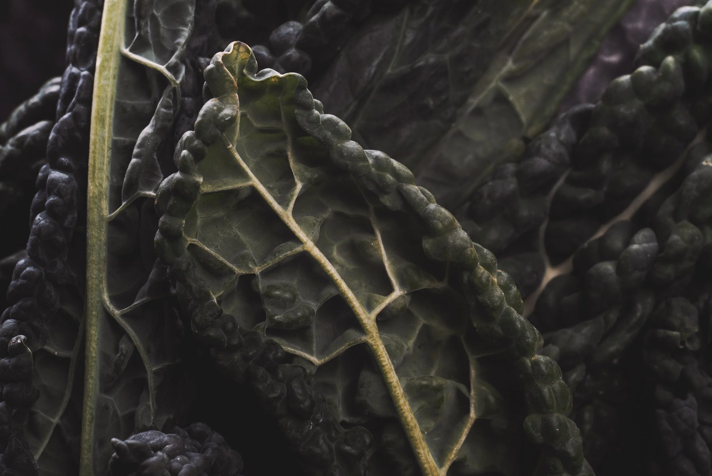 Feuilles de chou frisé noir, très sombre et texturé.
