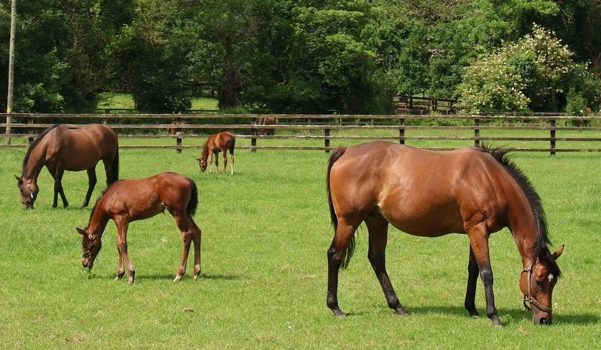 Horses grazing at the Irish National Stud in County Kildare, a well known attraction that offers insight into Ireland’s thoroughbred breeding heritage and features on select private tours.