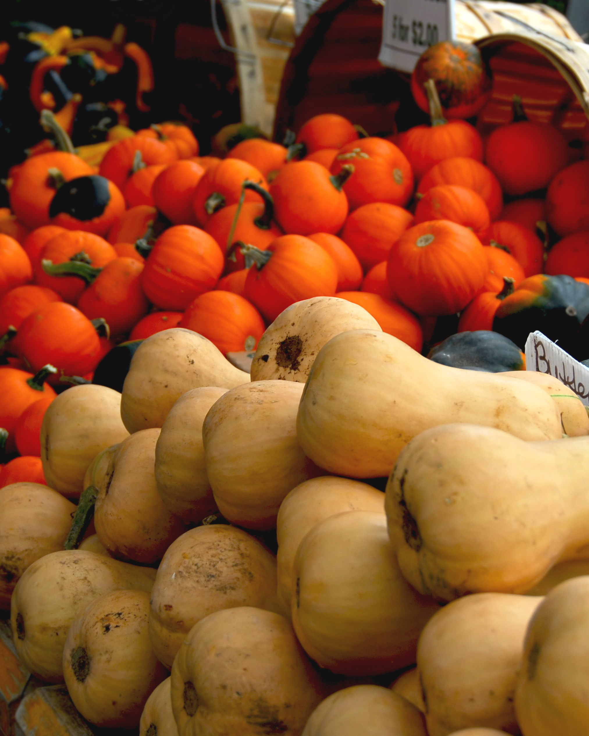 Local farms Traverse City in fall