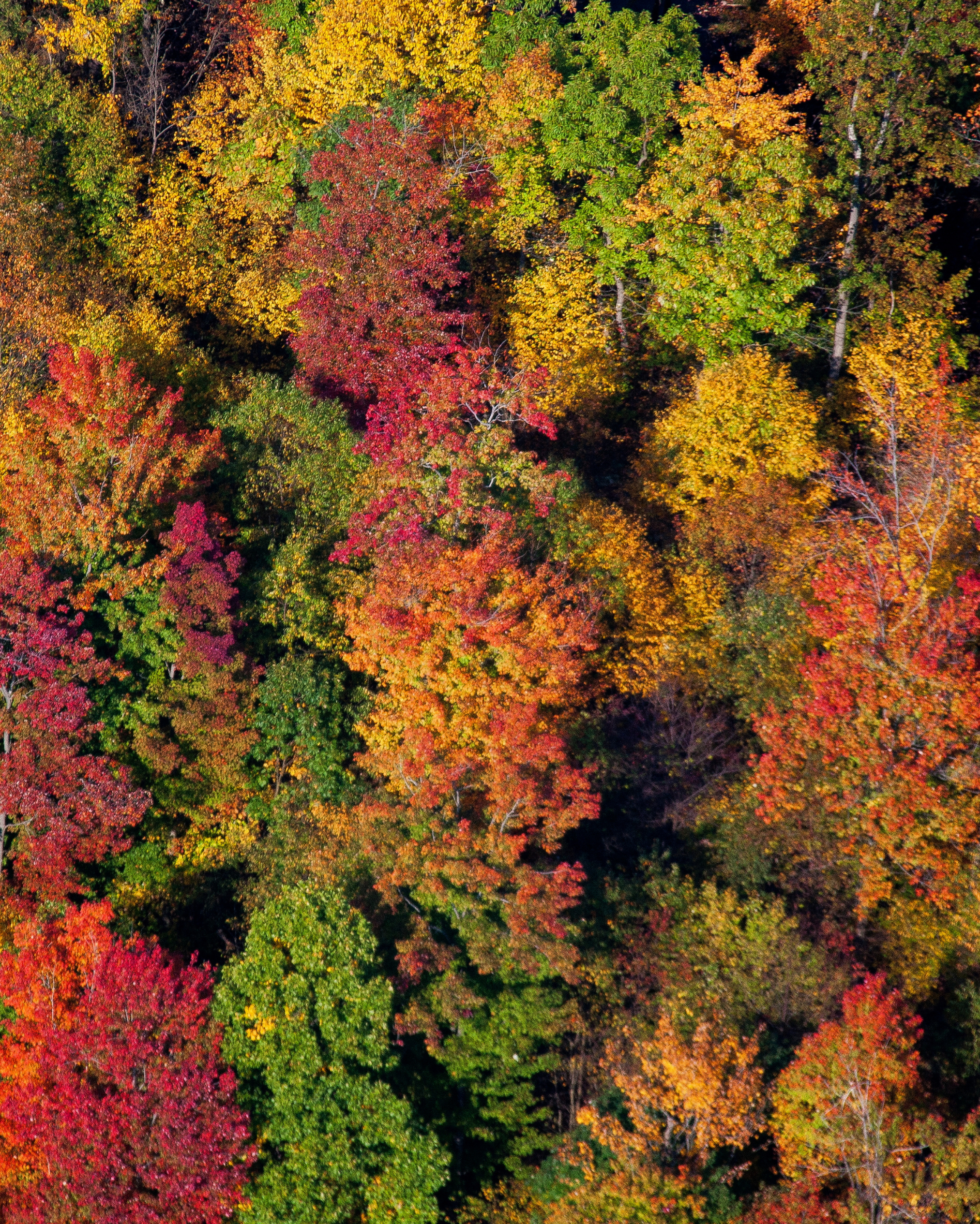 See the Fall Colors Traverse City