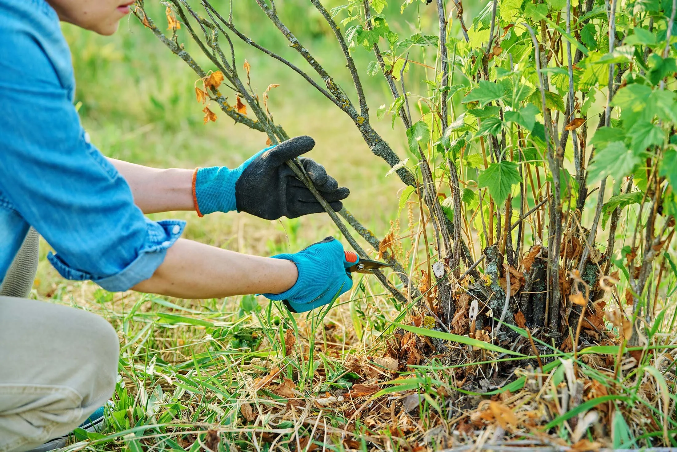 A person wearing blue gloves and a blue shirt prunes a grapevine in a vineyard, with green leaves and branches around.