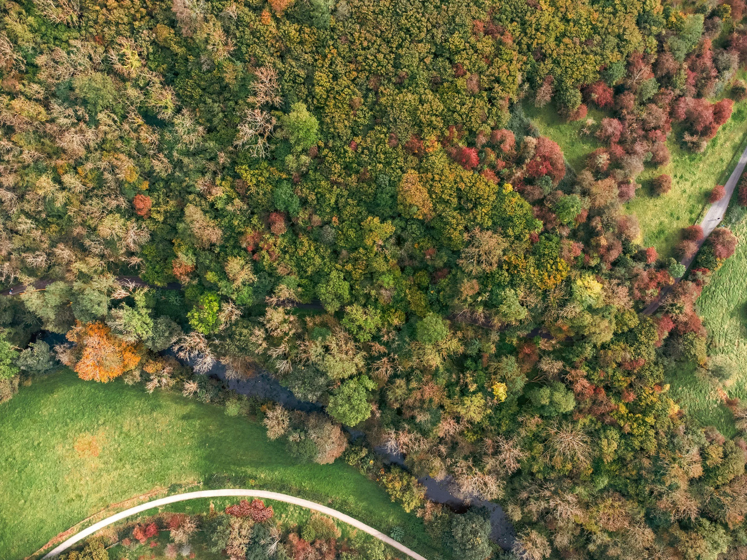 An aerial view of a forest with a stream running through it, showing trees with green, yellow, and orange leaves, and a curved walking path.