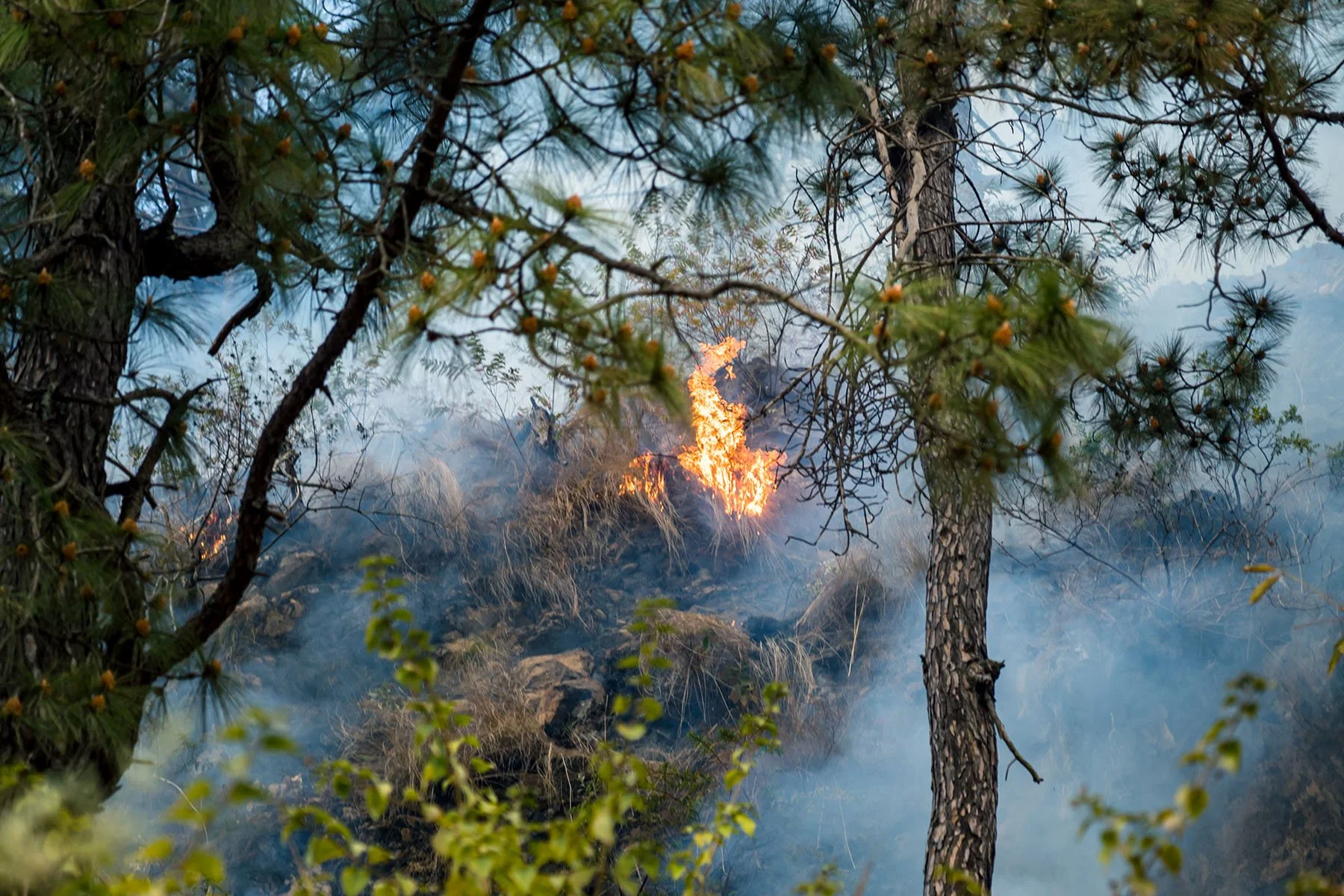 A forest fire burning among trees with smoke rising.