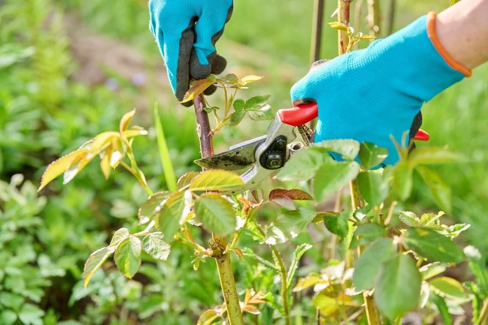 Person pruning a bush with red-handled pruning shears while wearing blue gloves.