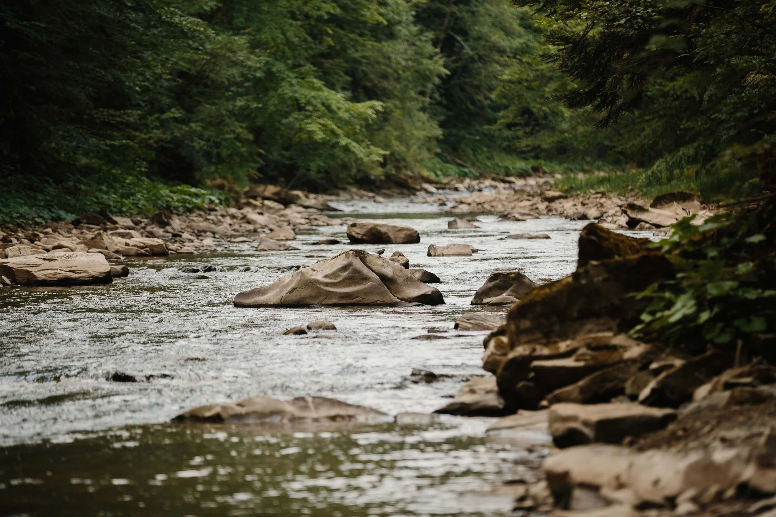 A scenic view of a river flowing through a forest with rocks along its banks and green trees overhead.
