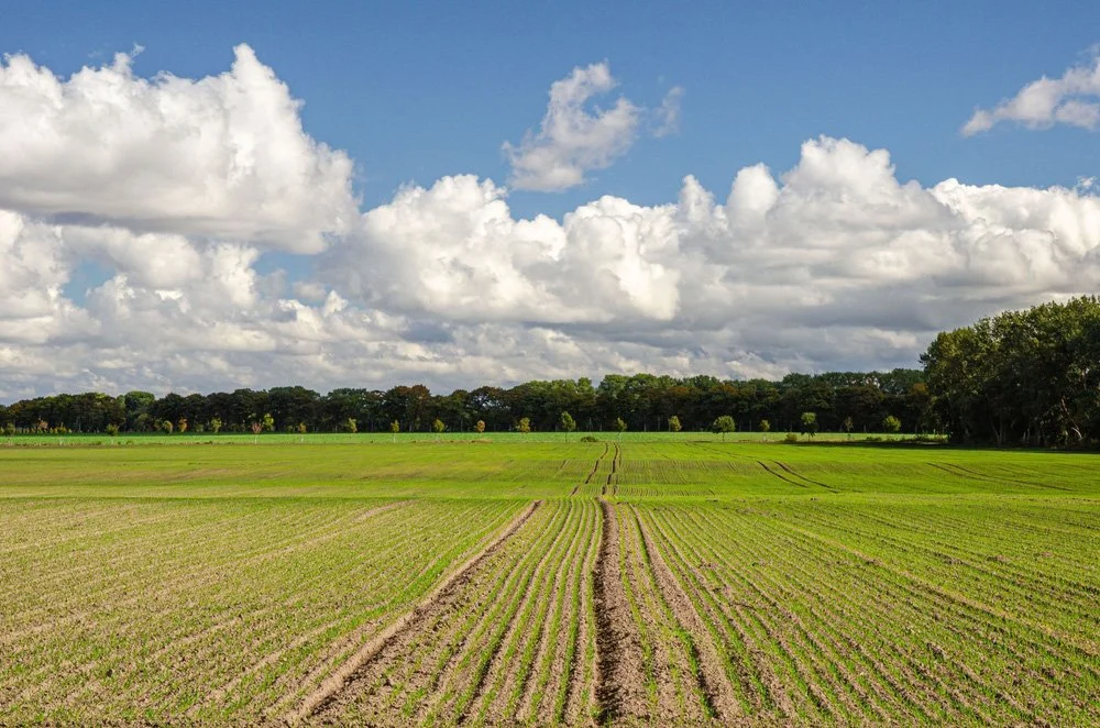 A green, cultivated farmland field with young crops and tire tracks, bordered by trees under a partly cloudy sky.