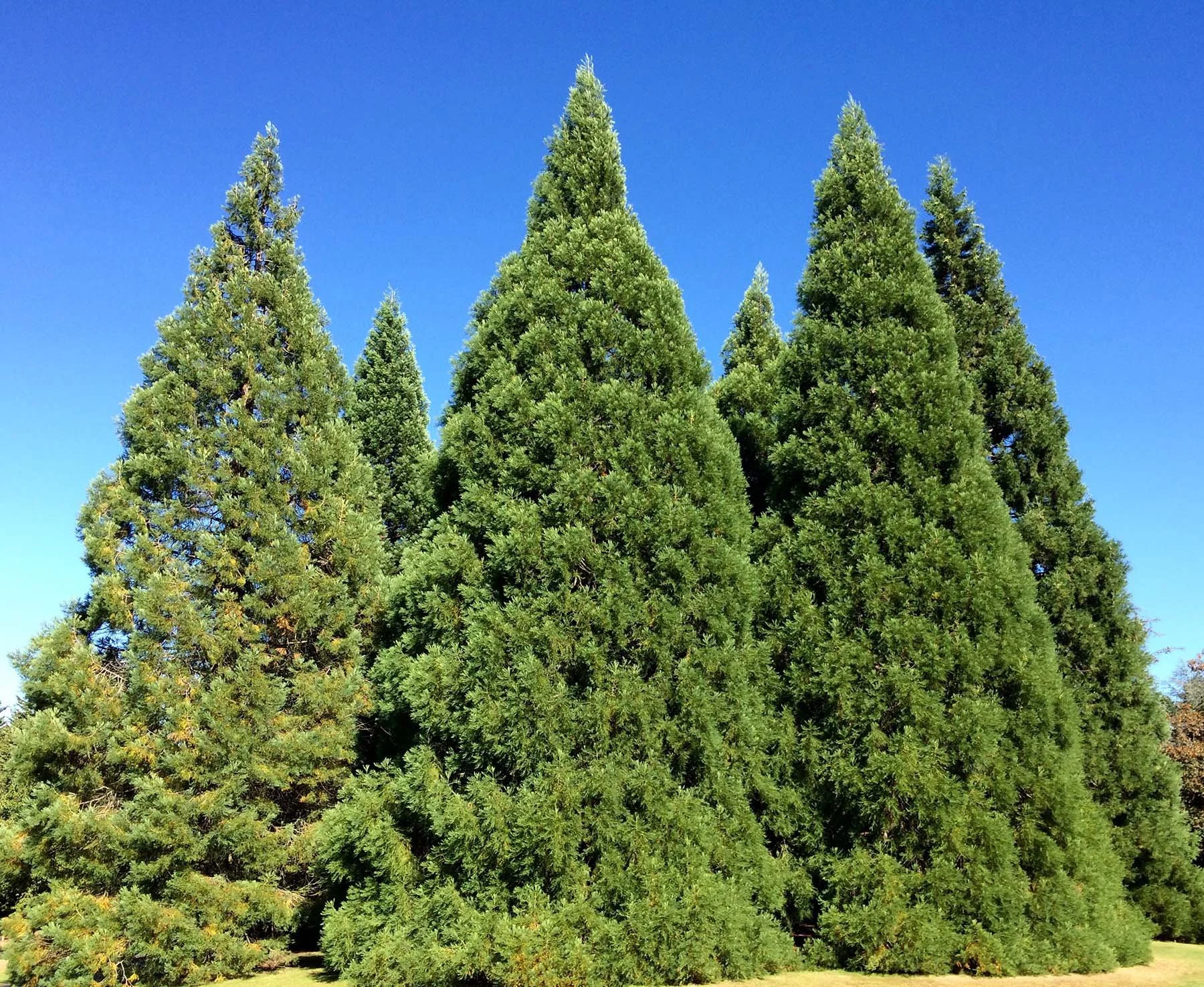 A group of tall red cedar trees against a bright blue sky.
