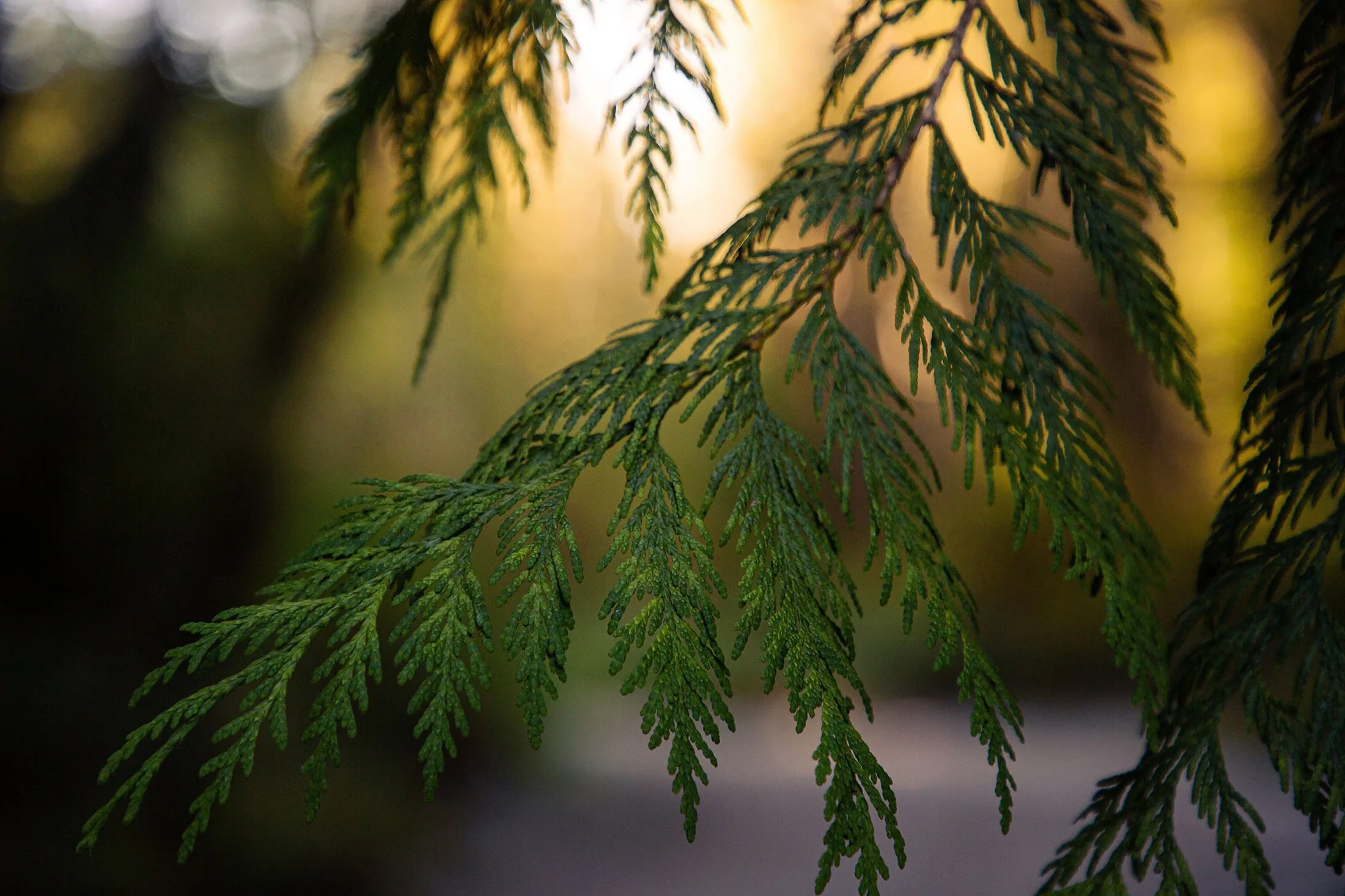 Close-up of green pine tree branches with blurred background.