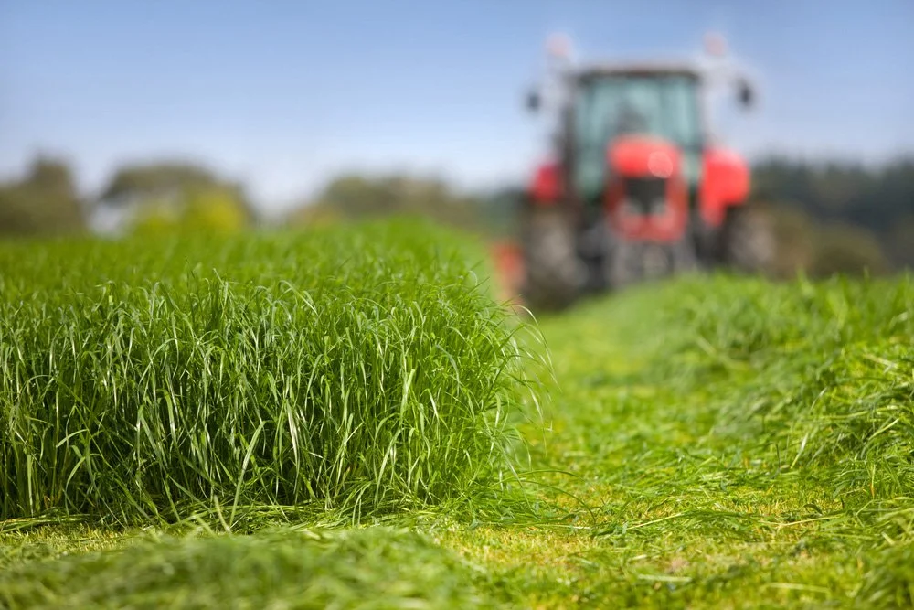 Close-up of green grass with a tractor blurred in the background on a sunny day.