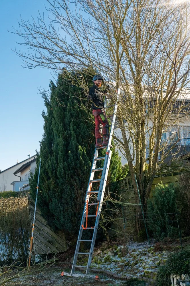 Person on a ladder trimming a tree outdoors in a residential area during daytime.