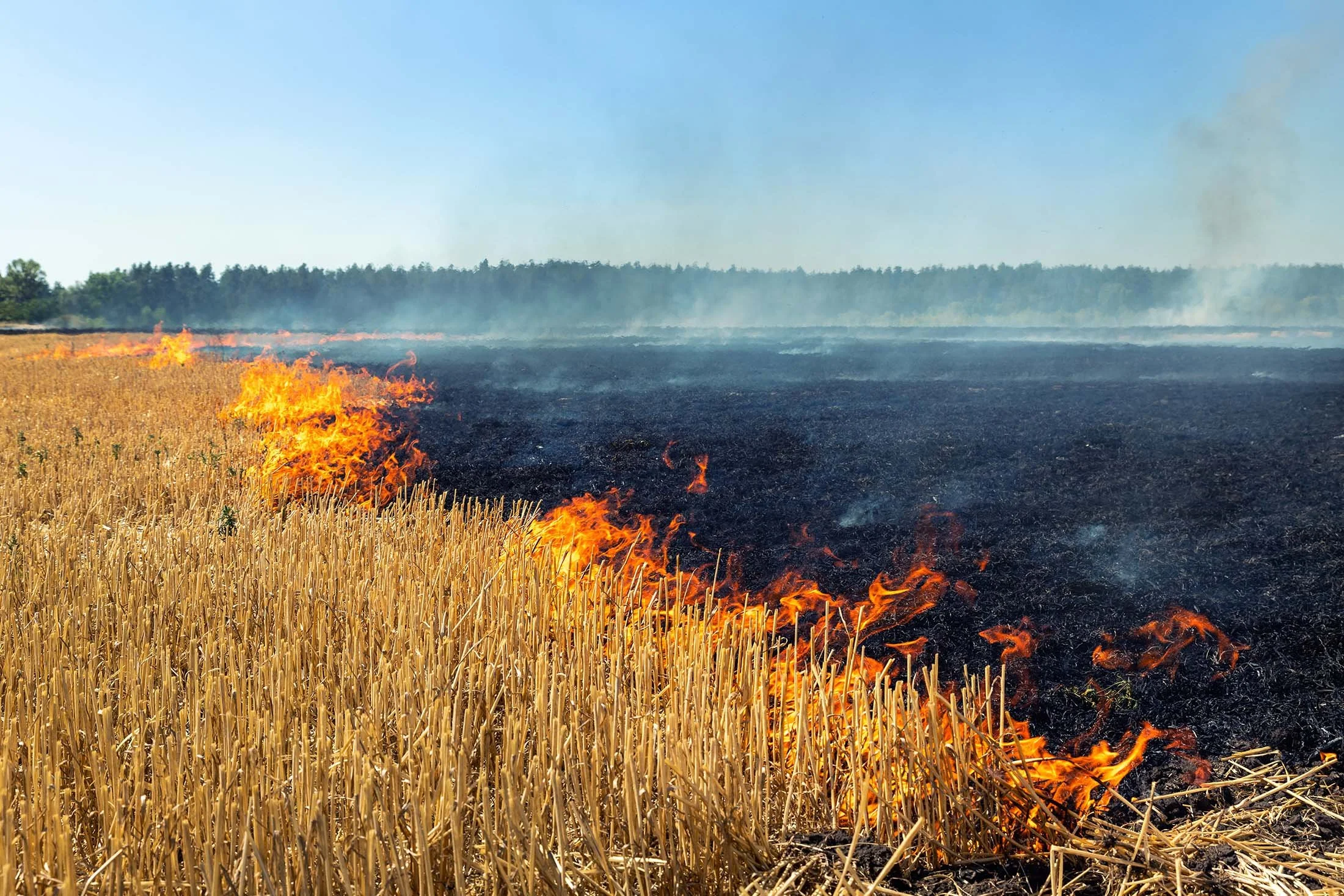 A field with wheat being burned, with visible flames and smoke spreading across the scorched area under a clear blue sky.