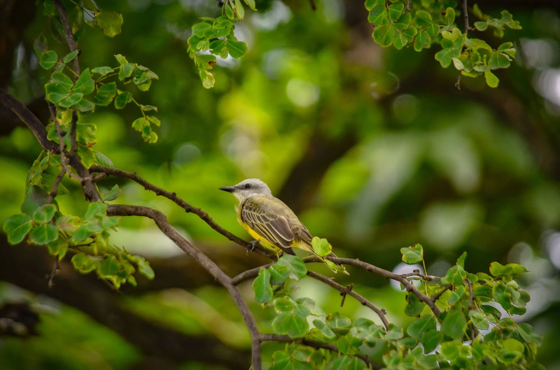 A small bird with yellow and brown feathers sits on a branch among green leaves, with a blurred green background.