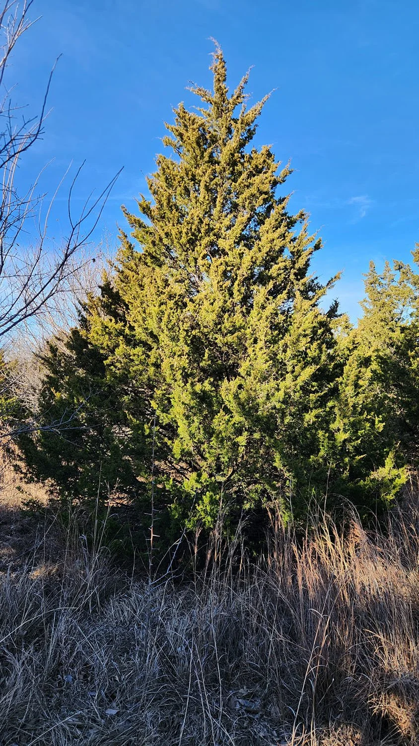 A tall red cedar tree with dense green foliage, set against a bright blue sky with sparse clouds.