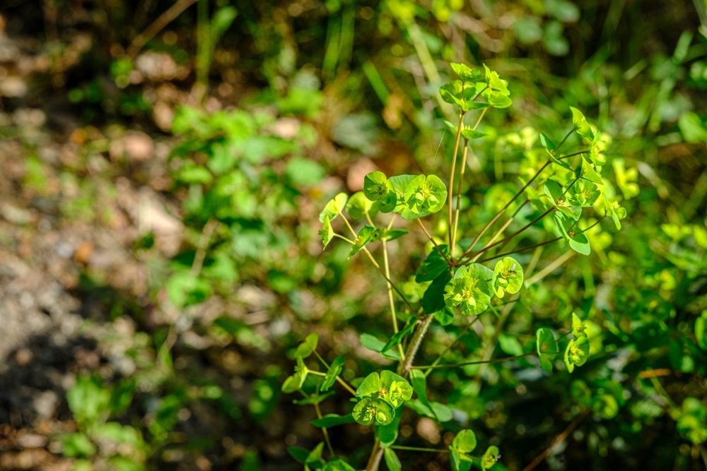 Close-up of a small green plant with circular leaves growing in soil with other plants and grass in the background.
