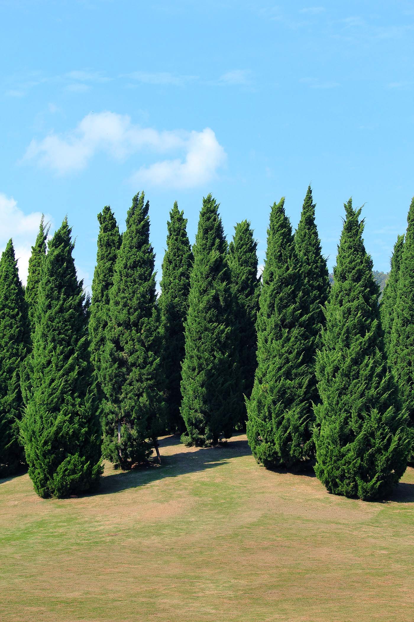 A row of tall, green cypress trees on a grassy field with a blue sky and some clouds.