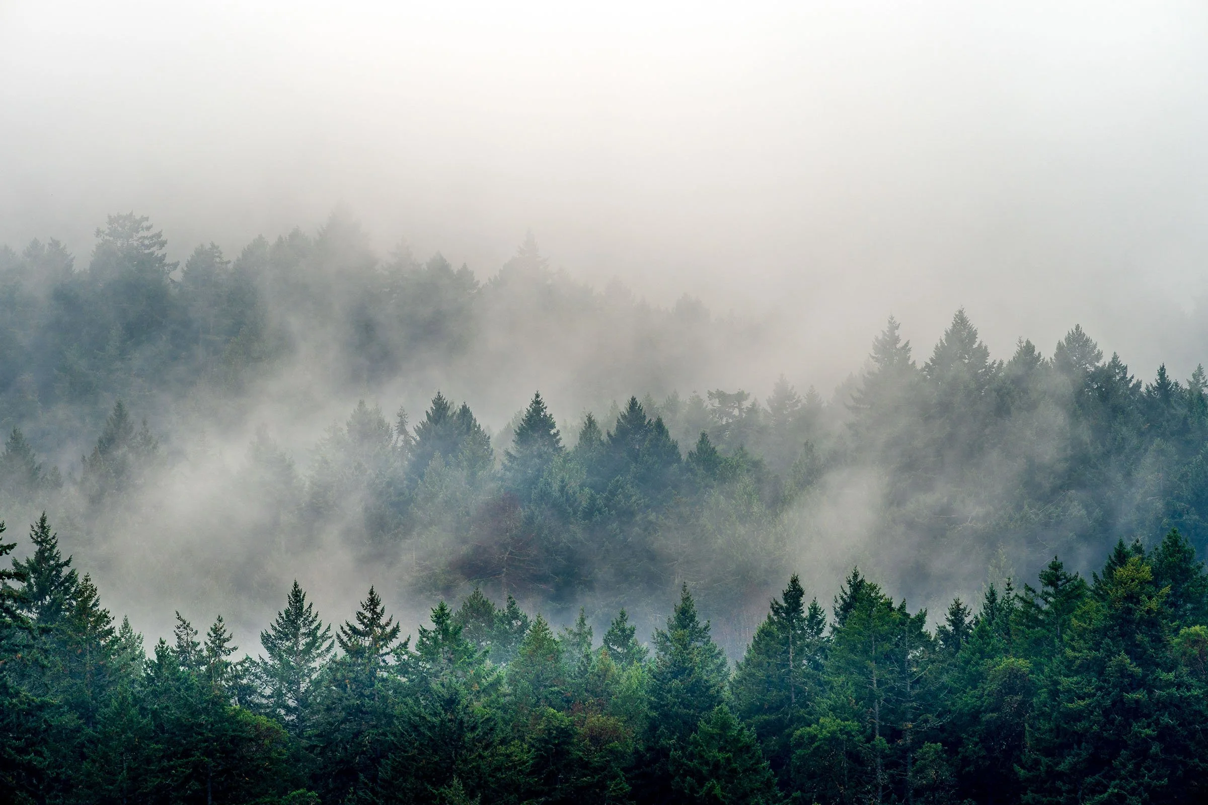 Dense forest with tall evergreen trees shrouded in fog in a mountainous area.