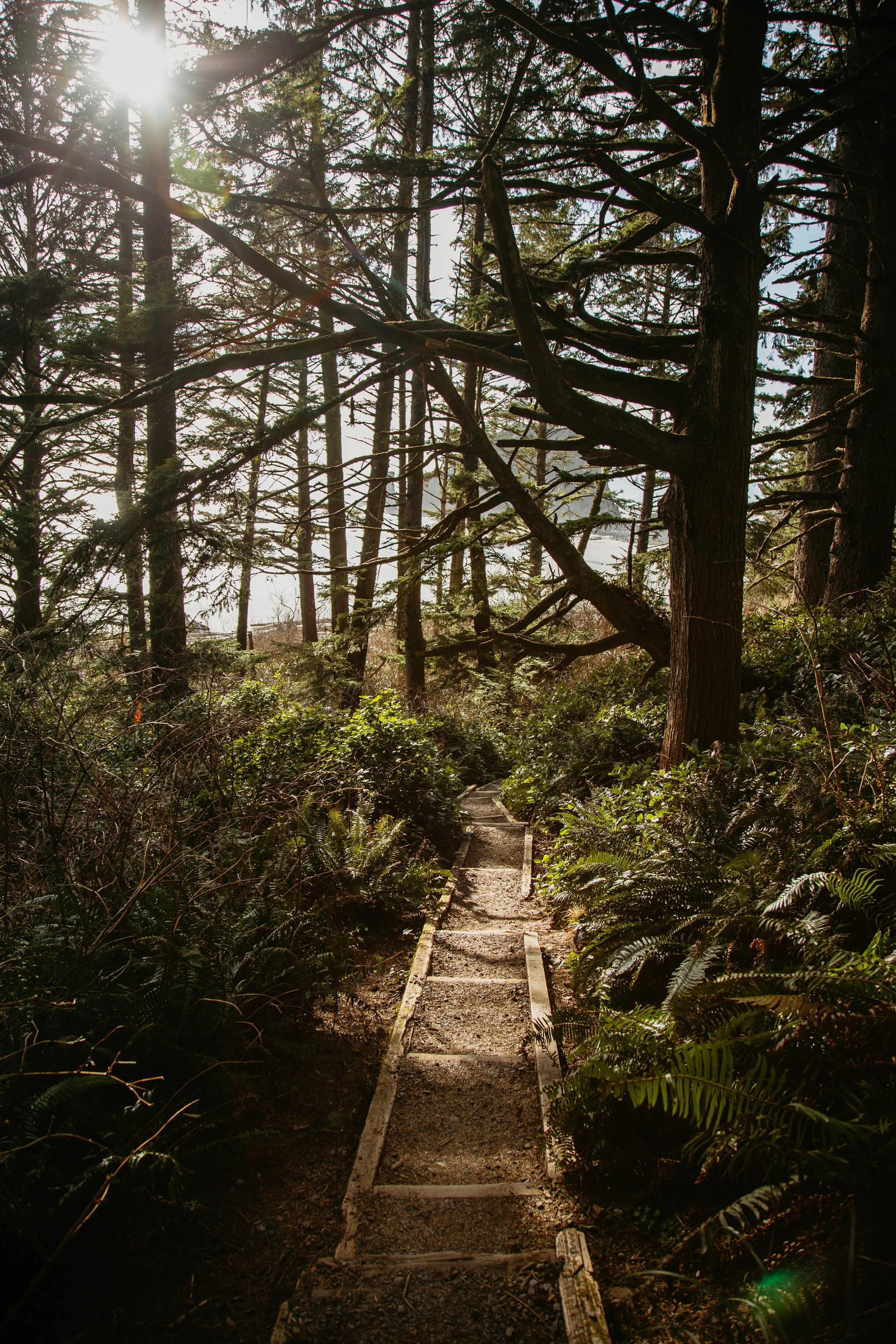 A narrow wooden trail in a dense forest with sunlight filtering through trees and ferns on the ground.
